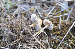 Mycena olivaceomarginata