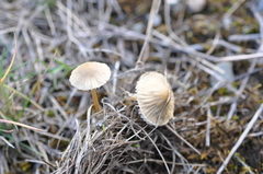 Mycena olivaceomarginata