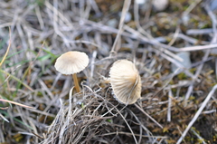 Mycena olivaceomarginata