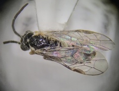 Tenthredinoidea