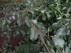 Cryptostegia grandiflora