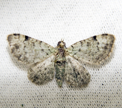 Pasiphila rectangulata