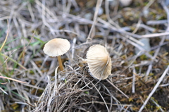 Mycena olivaceomarginata