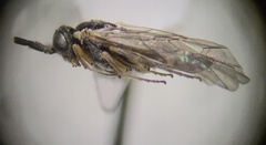 Tenthredinoidea
