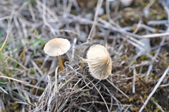 Mycena olivaceomarginata