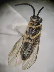 Tenthredinoidea