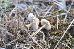 Mycena olivaceomarginata