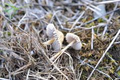 Mycena olivaceomarginata