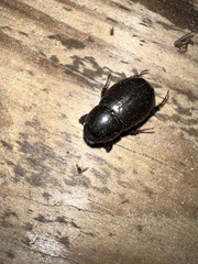 Dyscinetus morator