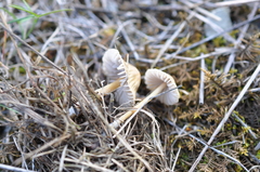 Mycena olivaceomarginata