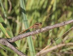 Orthetrum caffrum