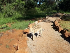 Leptailurus serval serval