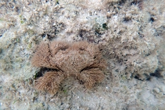 Pilumnus
