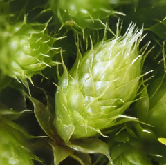 Bryum radiculosum