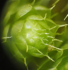 Bryum radiculosum