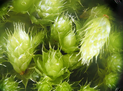 Bryum radiculosum