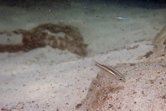 Scolopsis margaritifera