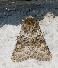 Hecatera dysodea