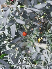 Cycloneda sanguinea