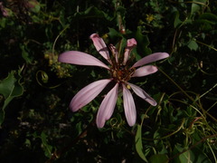 Mutisia spinosa
