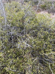 Maytenus phyllanthoides