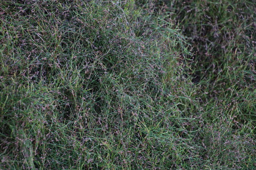 Image of Anthochortus crinalis by (c) Tony Rebelo, some rights reserved (CC BY-SA)
