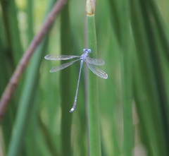 Lestes tridens