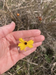 Coreopsis floridana
