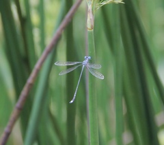 Lestes tridens