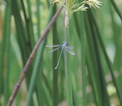 Lestes tridens