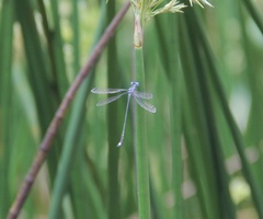 Lestes tridens
