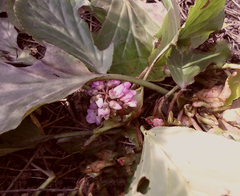Bergenia