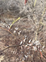 Vachellia campechiana