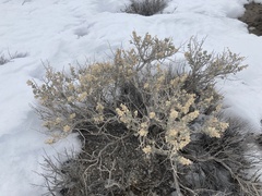 Atriplex confertifolia