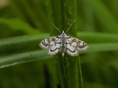 Nymphula nitidulata