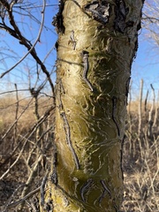 Fouquieria macdougalii