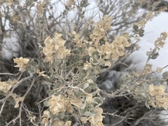 Atriplex confertifolia