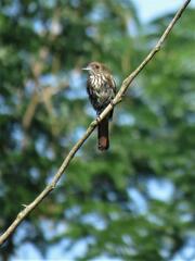 Knipolegus cyanirostris