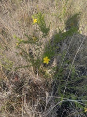 Hypericum fasciculatum