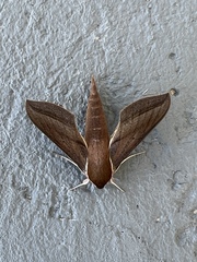 Xylophanes tersa