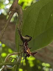 Micrathena fissispina
