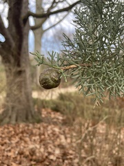 Cupressaceae