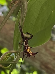 Micrathena fissispina