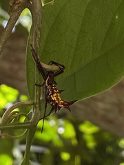 Micrathena fissispina
