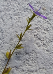 Triodanis biflora