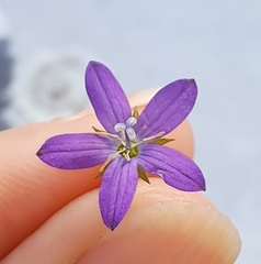 Triodanis biflora