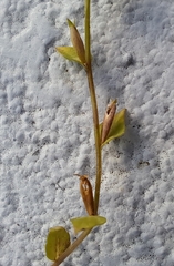 Triodanis biflora