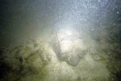 Diodon liturosus