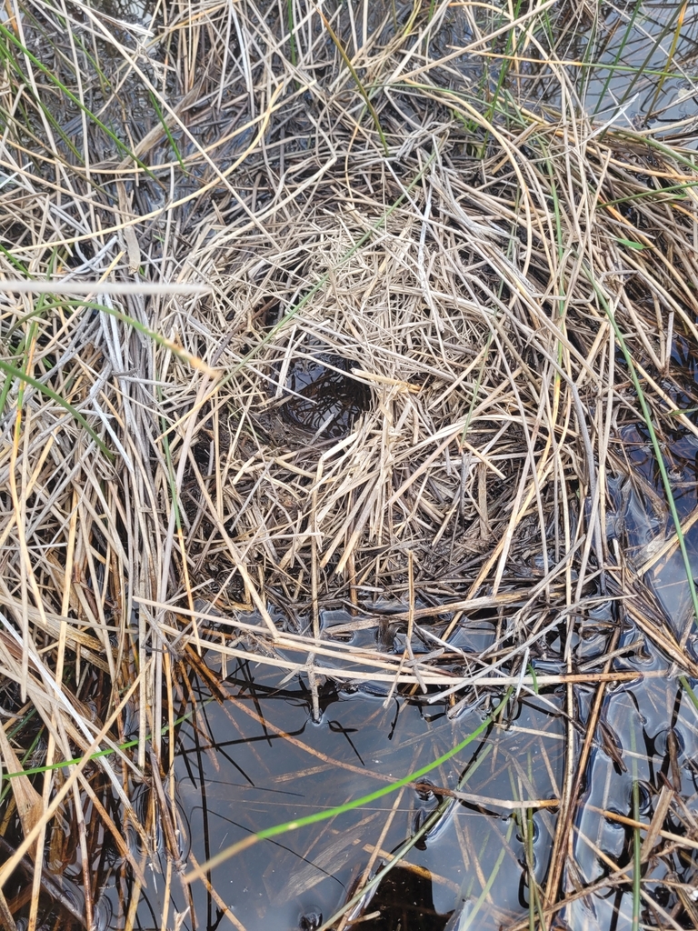 Round-tailed Muskrat from Yeehaw, FL 34972, USA on February 24, 2023 at ...