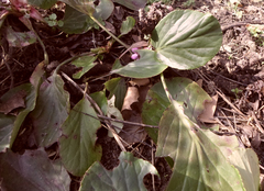 Bergenia